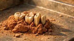 Hallan 13 dientes fósiles en Etiopía y reescriben una parte clave de la evolución humana